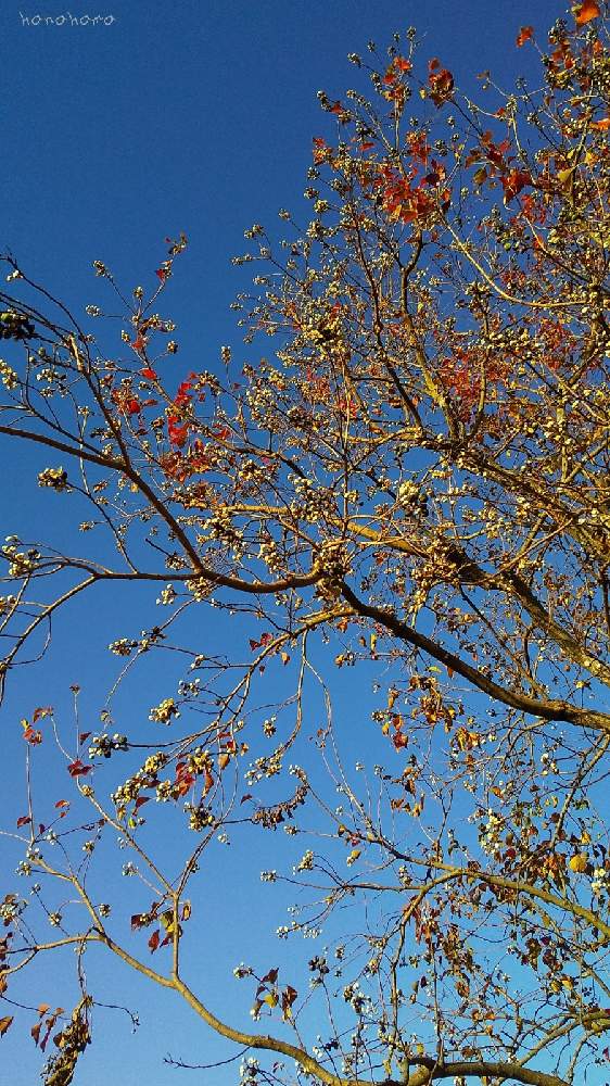ナンキンハゼの投稿画像 By Hanahamaさん ナンキンハゼの実と紅葉 こうよう と花のある生活と筑後広域公園 月11月21日 Greensnap グリーンスナップ