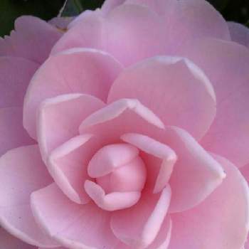 いい夫婦の日の画像 by ゆめ☆さん | お出かけ先とツバキと乙女椿と優しい花言葉と優しい花に癒やされてと優しい色合い♡と楽しい1日になりますように❤️❤️と花のある暮らしといい夫婦の日と可愛いピンク色♡