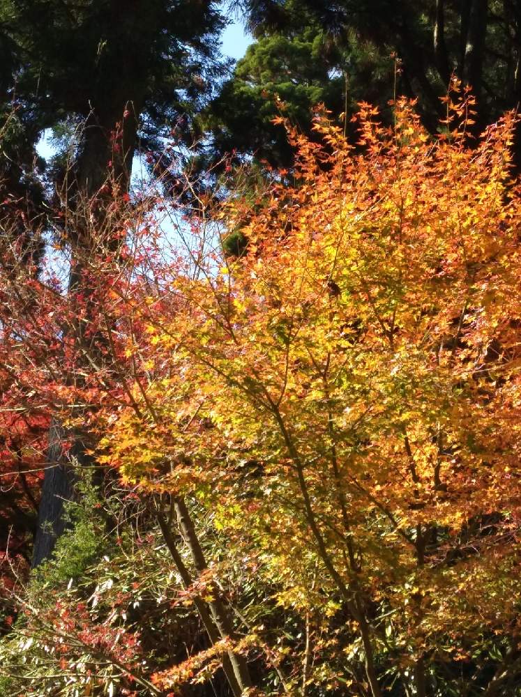 こんな時こそ花をの投稿画像 By 森 森さん 播州 清水寺と紅葉 と医療現場の人々に感謝と森の負けないぞ と兵庫県加東市 月11月22日 Greensnap グリーンスナップ