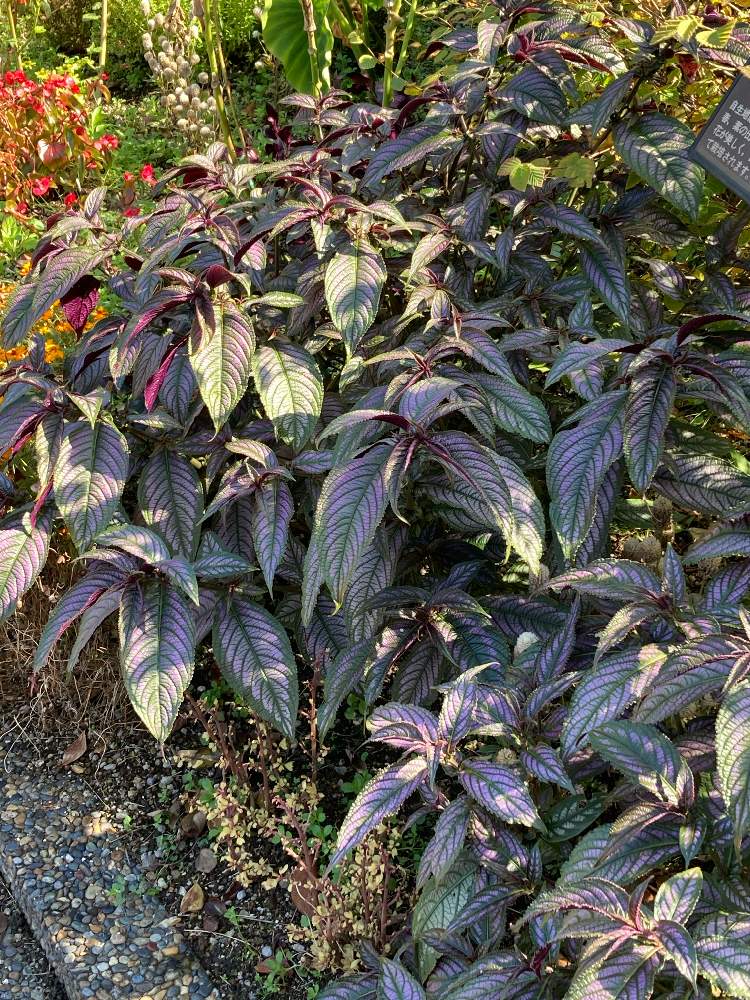 宇治市植物公園の投稿画像 By うじきんときさん ストロビランテスとお出かけ先と宇治市植物公園 月11月22日 Greensnap グリーンスナップ Greensnap グリーンスナップ