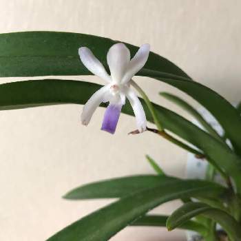 バンダ ルースネアリーの投稿画像一覧 Greensnap グリーンスナップ