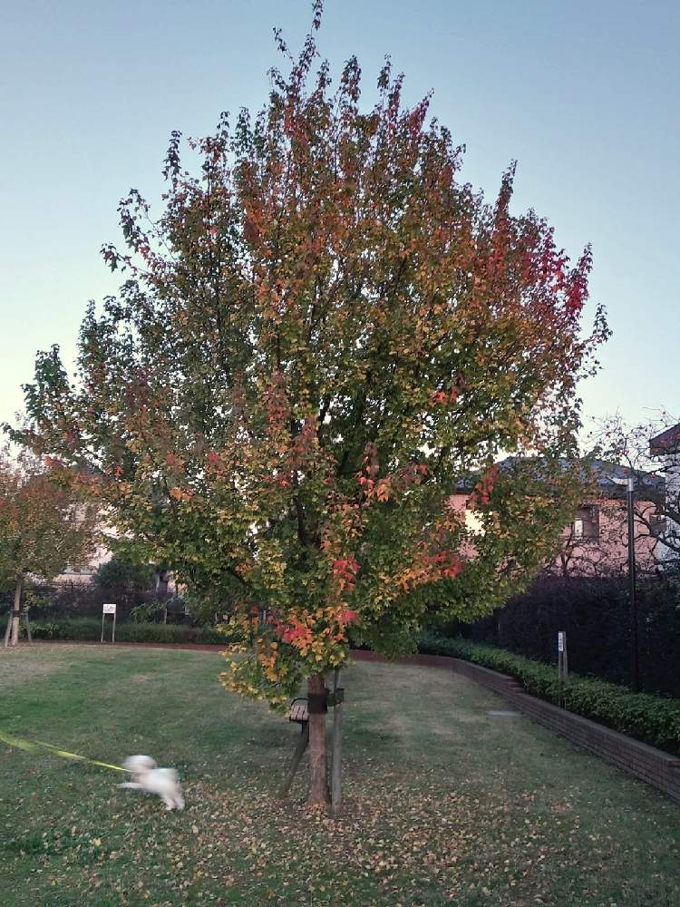 タイワンフウの投稿画像 By Shiba47さん モミジバフウと午後の散歩と足立区の公園 月11月22日 Greensnap グリーンスナップ