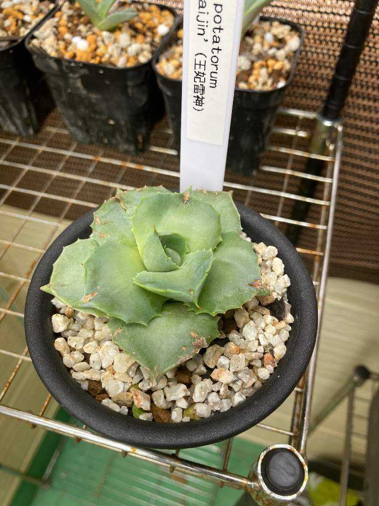 多肉植物 アガベ ポタトラム 雷神 カキコ たまらない