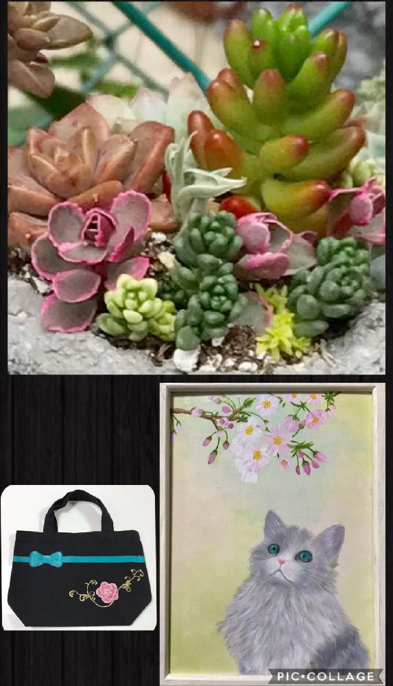 多肉植物の投稿画像 By グランさん ニャンニャン 祭りと多肉の寄せ植えと多肉大好きと寄せ植えとご安全にーとgs日和とおうち園芸とgsミニモニ と今日の一枚とバラと夢clubと可愛いと多肉寄せ植えと多肉多肉多肉とgs植物うちなーぐち会とグランのトール 2020月11月22日