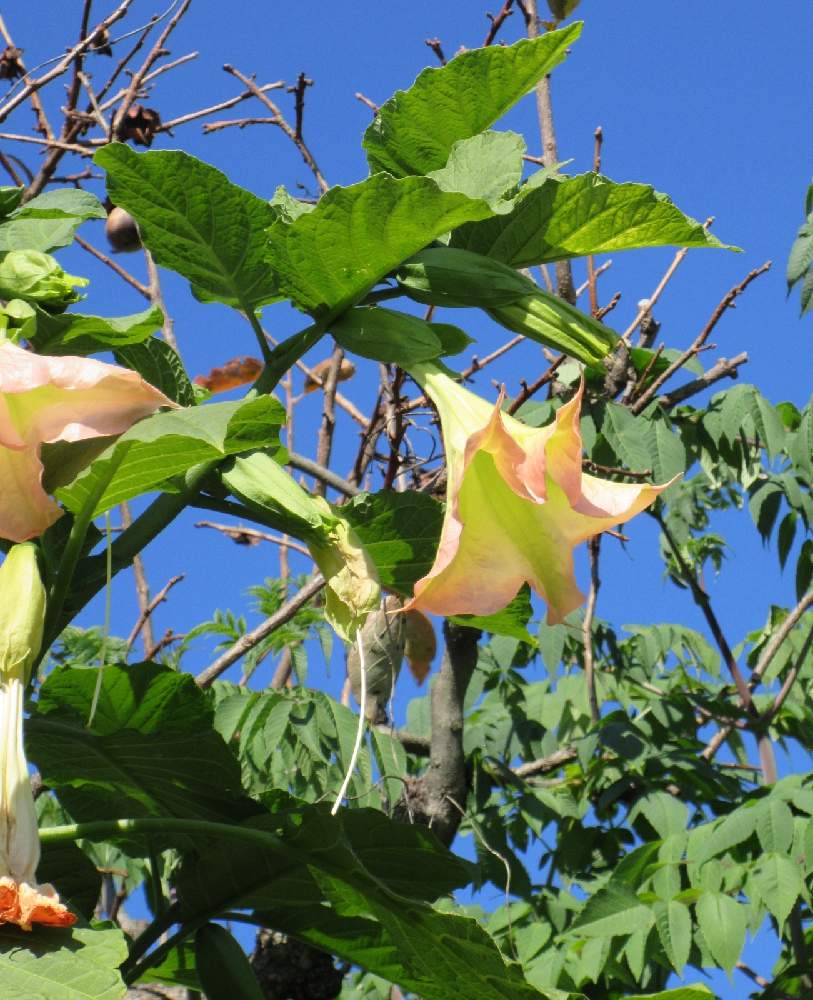 エンジェルストランペットの投稿画像 By ぺこりん さん ダチュラとキダチチョウセンアサガオと散歩とおでかけ先とgs日和 月11月22日 Greensnap グリーンスナップ