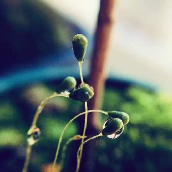 ヒョウタンゴケの投稿画像一覧 Greensnap グリーンスナップ