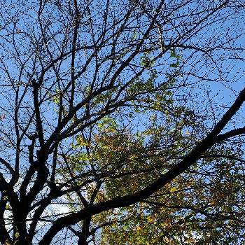 サクラの木の画像 by べにししさん | サクラの木と季節はめぐると緑のなかの暮らしと次の季節へと秋の日差しとうちの庭家族