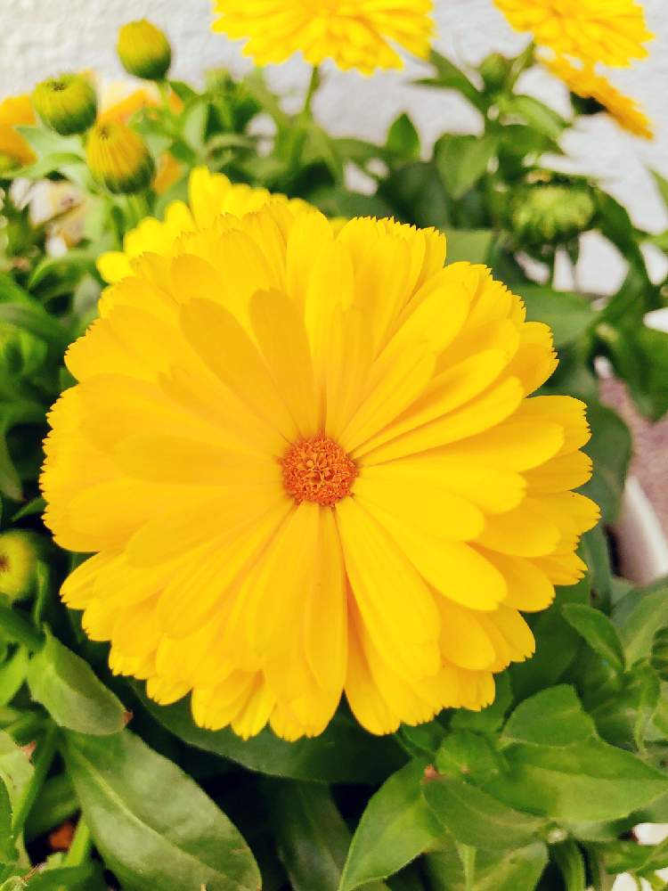 カレンジュラの投稿画像 By しばはなさん カレンジュラとカレンジュラ エミフル ムーンとカレンジュラ エミフルとバルコニー ベランダとカレンジュラ エミフル とカレンジュラ とおうち園芸とムーンちゃんとタキイとカレンジュラ エミフル とカレンジュラ と