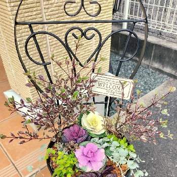 オレガノノートンズゴールドの投稿画像一覧 Greensnap グリーンスナップ