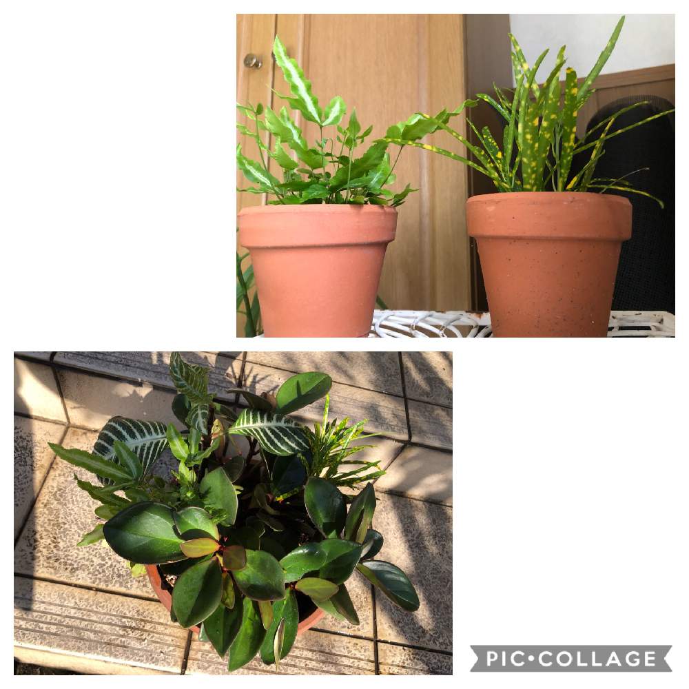 あやちさんの投稿画像 月11月22日 Greensnap グリーンスナップ