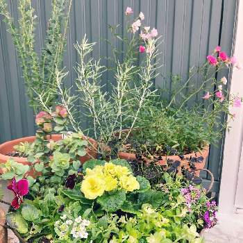 オレガノ ミルフィーユリーフの投稿画像一覧 Greensnap グリーンスナップ