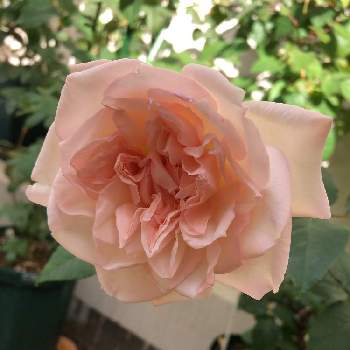 ☆クロッシェの画像 by メイさん | 車庫と☆クロッシェとばら大好きとばら好きです♡と花のある暮らしとばら 薔薇 バラとばらの香りとばらに魅せられて