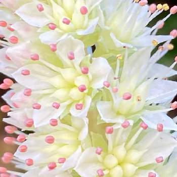  子持ち蓮華の花の画像 by mozukuさん | 小さな庭と 子持ち蓮華の花と多肉植物と多肉女子と花のある暮らしと千葉タニラーと多肉初心者