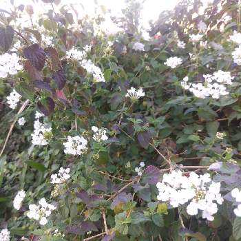 ランタナ 白の投稿画像一覧 Greensnap グリーンスナップ