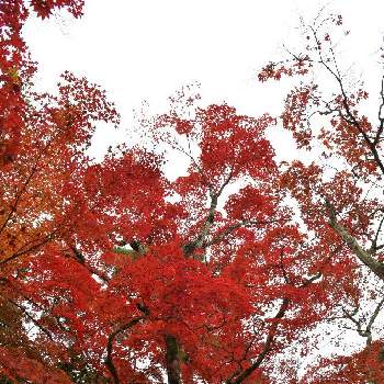 写真好きな人と繋がりたいの画像 by Senchanさん | お出かけ先と紅葉と紅葉フォトコン2020と瑞宝寺公園と紅葉（こうよう）と有馬温泉と花のある暮らしと写真好きな人と繋がりたいと写真好き