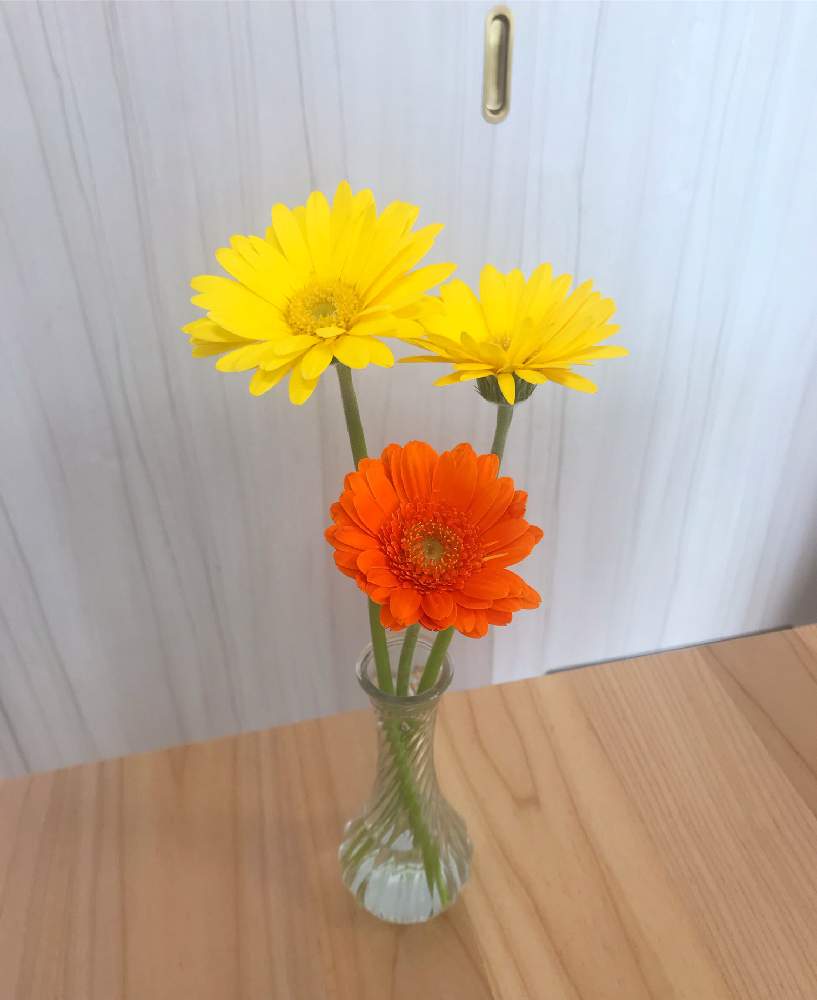 ガーベラの投稿画像 By エルもっちさん 月11月22日 Greensnap グリーンスナップ