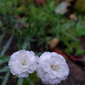 アキレア ノブレッサの投稿画像一覧 Greensnap グリーンスナップ