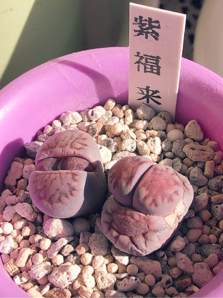 観葉植物 多肉植物 メセン リトープス 福来玉 タコピーの原罪 リトプー 