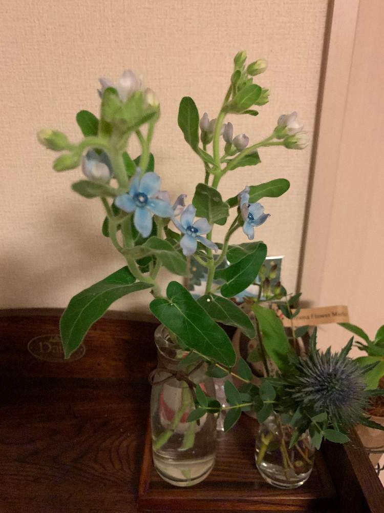 オキシペタラム ブルースターの投稿画像 By ねーねーヾ ヾ さん 月11月22日 Greensnap グリーンスナップ