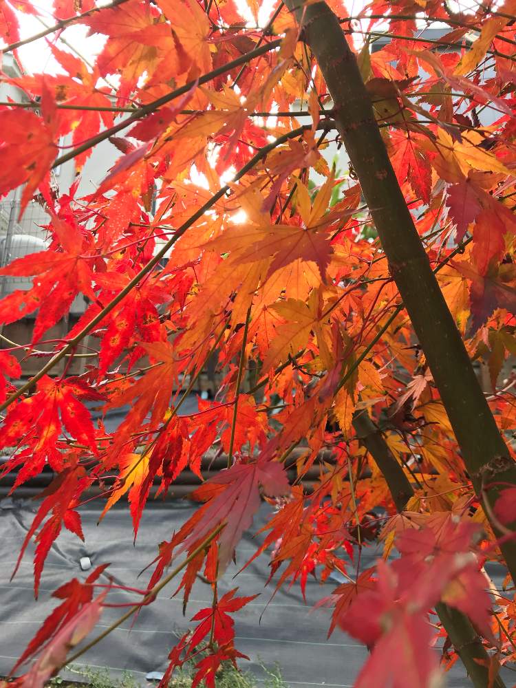 ヤマモミジの投稿画像 By もみじさん おうち園芸 月11月22日 Greensnap グリーンスナップ