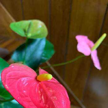 アンスリウム アンドレアナムの投稿画像一覧 Greensnap グリーンスナップ