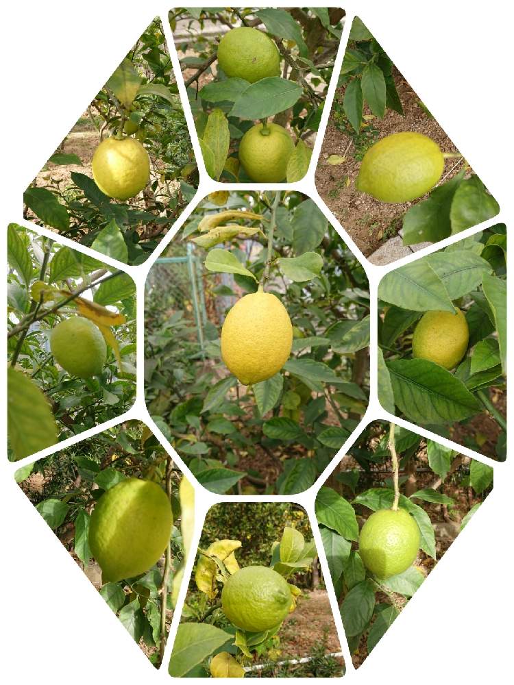 レモンの投稿画像 By Arkasさん 家庭菜園とおうちde菜園と家庭果樹と柑橘と家庭菜園奮闘日記 月11月22日 Greensnap グリーンスナップ