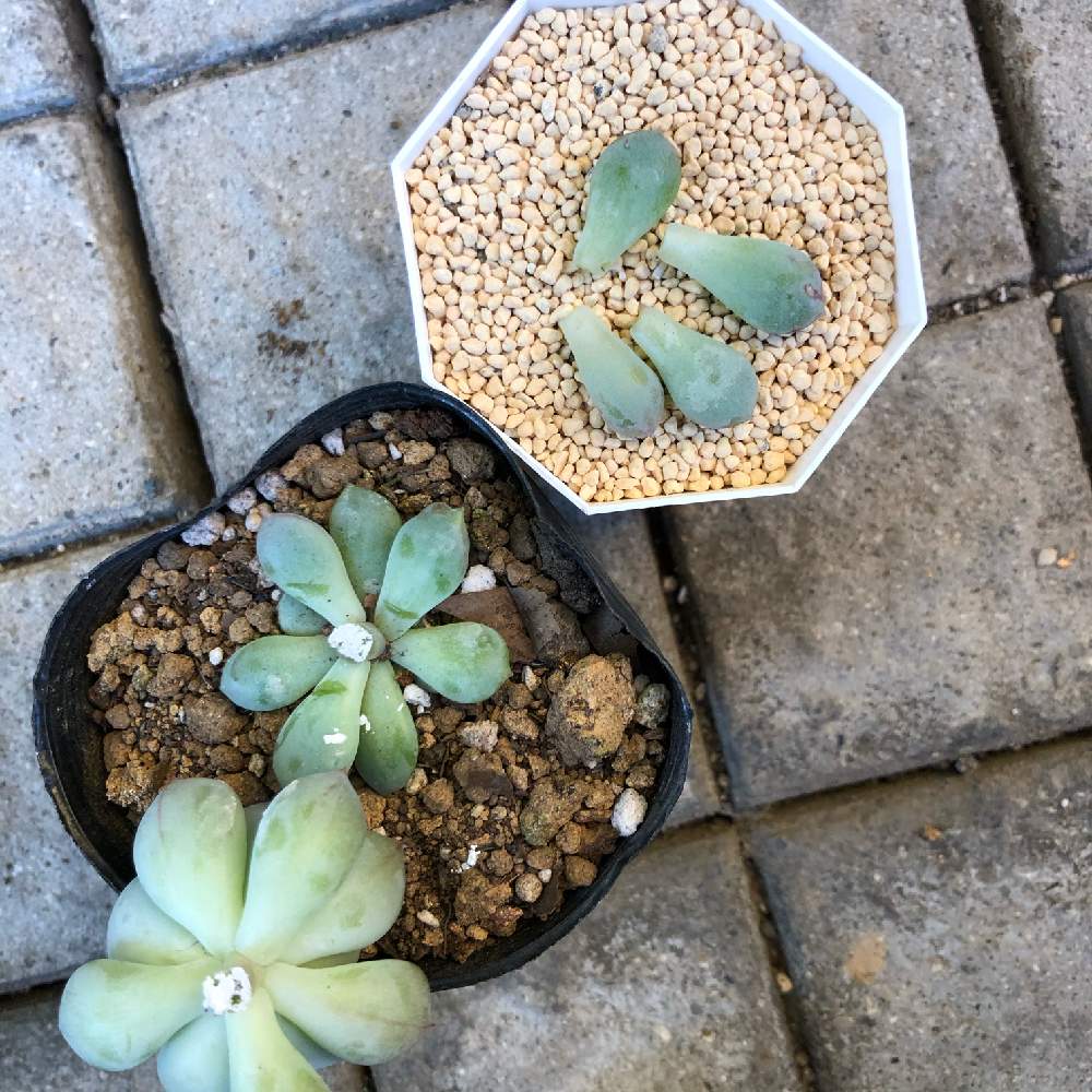 初めての胴切りチャレンジ Greensnap グリーンスナップ