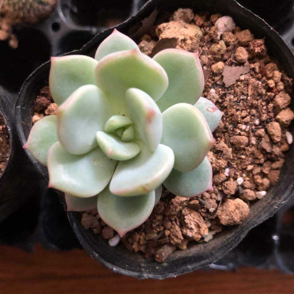 初めての胴切りチャレンジ Greensnap グリーンスナップ