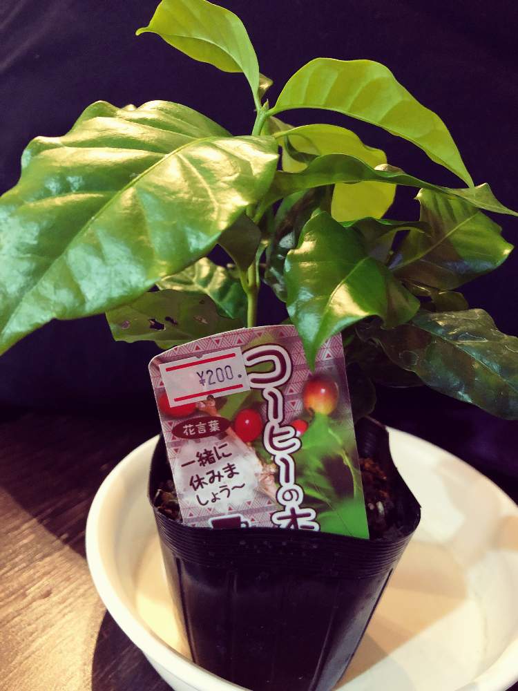 コーヒーの木の投稿画像 By まりかさん 枝ものとみどりのある暮らしとおうち園芸と花言葉 月11月22日 Greensnap グリーンスナップ