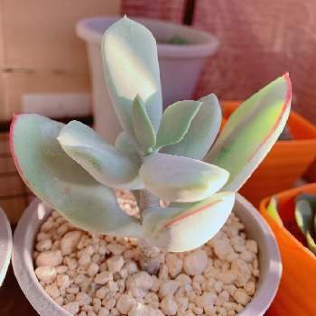 オルビキュラータの投稿画像一覧 Greensnap グリーンスナップ