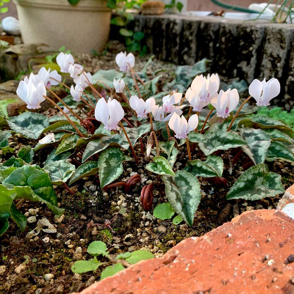 小さな庭の画像 by guchaさん | 小さな庭とヘデリフォリウムとCyclamen hederifoliumと魅惑の原種シクラメンとロザん家の花壇