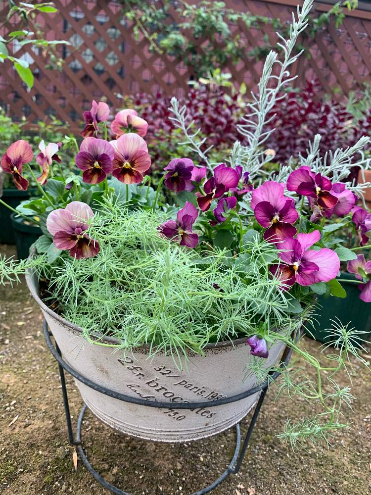 ビオラの投稿画像 By すーさん ロータスコットンキャンディ と小さな庭とおうち園芸と季節の寄せ植えとおうち園芸と季節の寄せ植え 月11月22日 Greensnap グリーンスナップ Greensnap グリーンスナップ