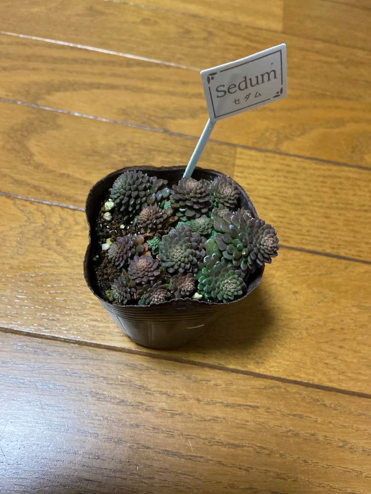 かーちゃんさんの投稿画像 月11月22日 Greensnap グリーンスナップ