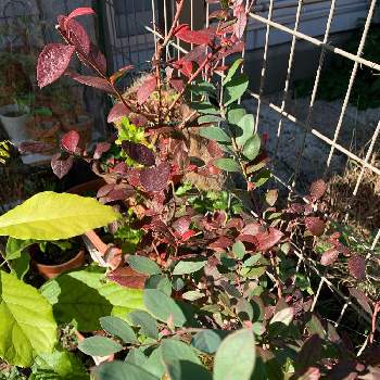 ブルーベリー エリザベスの投稿画像一覧 Greensnap グリーンスナップ