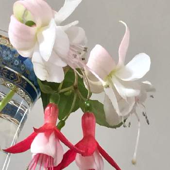 令和ランデブーの画像 by ナルママさん | キッチンとフクシアと花のある暮らしと白い花♡と赤に白と令和ランデブー
