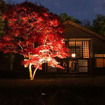 小金井公園の投稿画像一覧 Greensnap グリーンスナップ