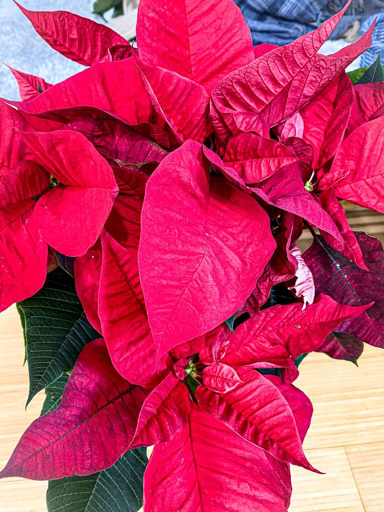 ポインセチアの投稿画像 By フシギバナさん 観葉植物と植物のある暮らしと植物男子とわが家の観葉植物 とポインセチア と観賞用と赤い葉っぱと植物に癒されて 月11月22日 Greensnap グリーンスナップ
