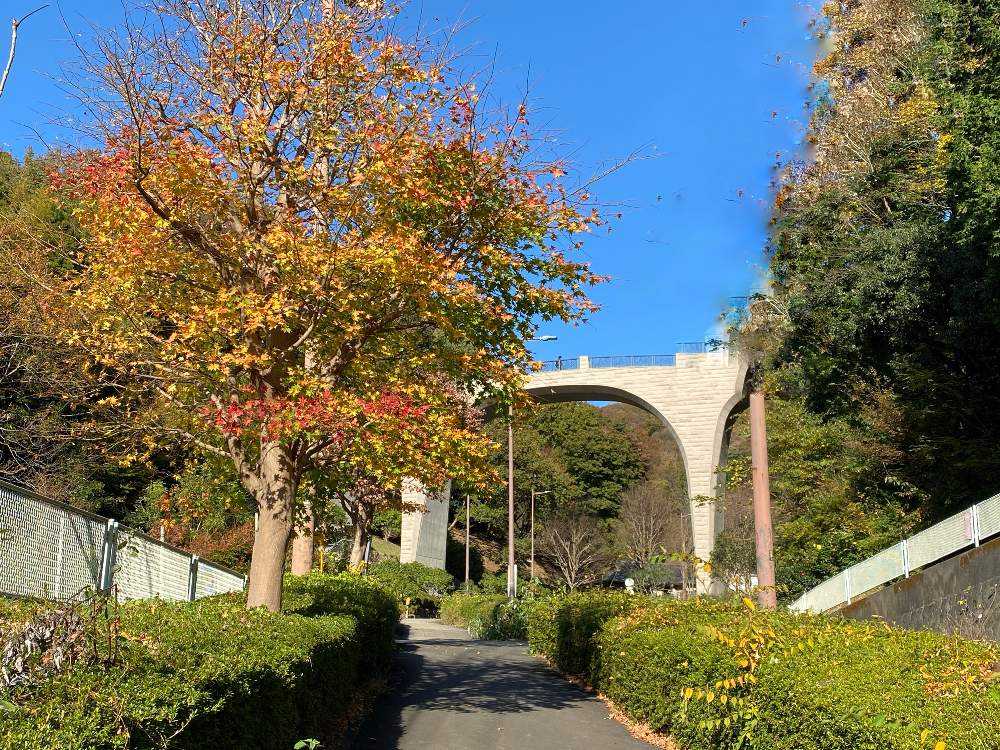 七沢森林公園に行って来ました🚶‍♀️～♪｜🍀GreenSnap（グリーンスナップ）