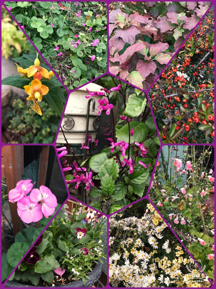 ヒペリカム の投稿画像 By まーちゃん さん ゼラニウム とプレクトランサス モナラベンダーとピラカンサスの実と柏葉紫陽花 と寄せ植えと小菊 と オキザリスと野路菊 とサルビア コクシネア 月11月22日 Greensnap グリーンスナップ