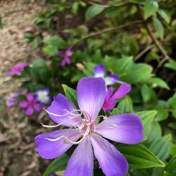 ノボタン リトルエンジェルの投稿画像一覧 Greensnap グリーンスナップ