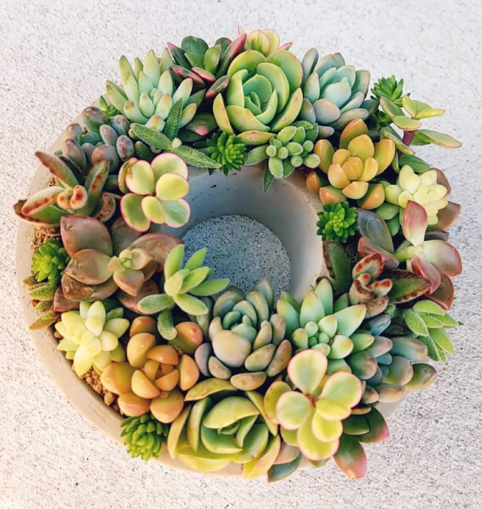 多肉植物の投稿画像 By Happion さん 多肉植物寄せ植えとセメントリースとgsでお買い物 月11月22日 Greensnap グリーンスナップ