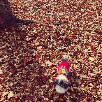 カラフル落ち葉の画像 by みきこさん | お出かけ先とカラフル落ち葉と落葉樹
