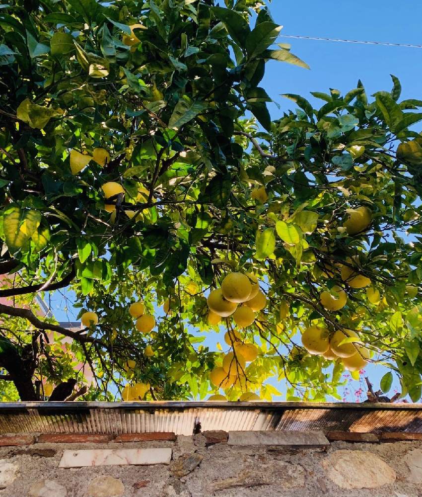グレープフルーツの投稿画像 By Momoscotlandさん グレープフルーツの実とガーデンと果樹とイタリアとよそ様のお庭と家庭果樹とグレープフルーツ の木 月11月23日 Greensnap グリーンスナップ