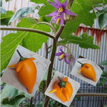 フォックスフェイスの投稿画像一覧 Greensnap グリーンスナップ