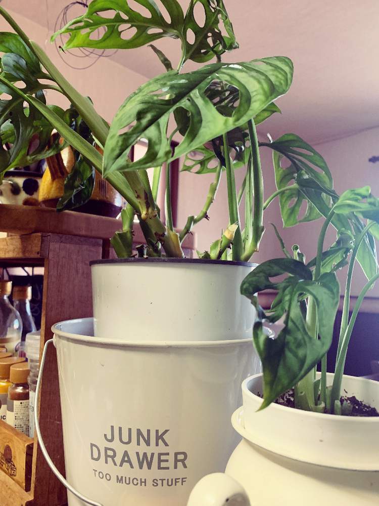 マドカズラの投稿画像 By まりすけどんさん 観葉植物と植物のある暮らしとお気に入り と癒しと植物大好きとおうち園芸と面白いと花のある暮らしとインテリアグリーン 月11月23日 Greensnap グリーンスナップ