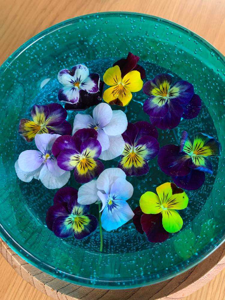 パンジービオラを挿し芽から栽培中 Greensnap グリーンスナップ