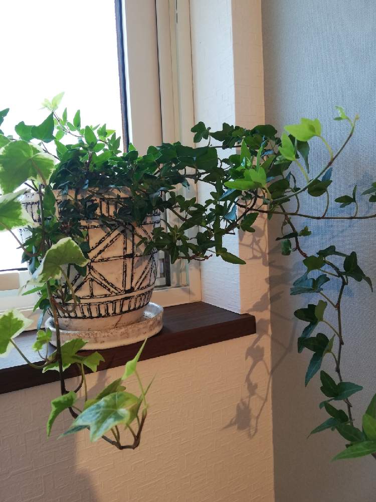 アイビーの投稿画像 By メイベルさん アイビー ヘデラ と観葉植物とおうち時間とおうち園芸と雑貨好き と雑貨とgreen Up 月11月23日 Greensnap グリーンスナップ