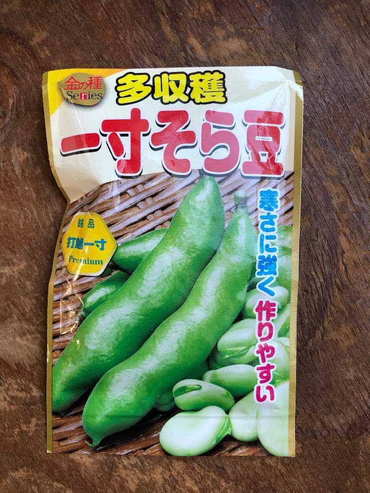一寸そら豆｜🍀GreenSnap（グリーンスナップ）