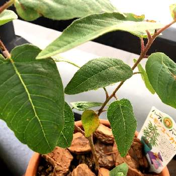 レモンユーカリの投稿画像一覧 Greensnap グリーンスナップ