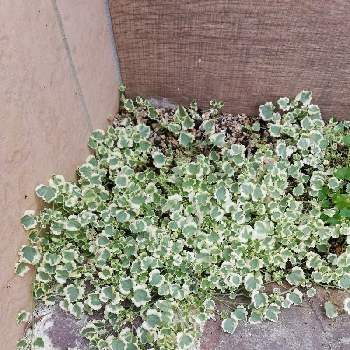 斑入りプミラの投稿画像一覧 Greensnap グリーンスナップ